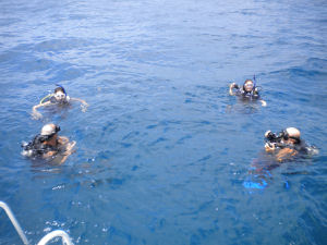 Clockwise from top left: Sarina, Noelle, Otter and Otto 