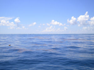 Mats of Sargassum weed