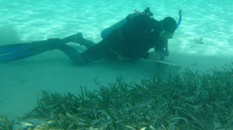 Healthy Seagrass Bed