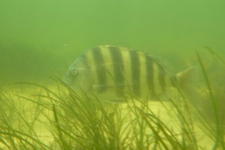 Restored eelgrass beds provide a new home for invertebrates and fishes like this sheepshead.