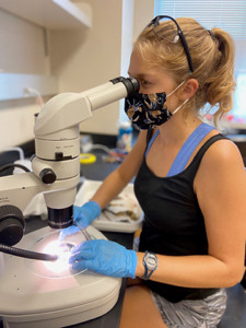 VIMS graduate student Alex Schneider examines a blue crab ovary under the microscope while wearing a mask to protect herself and others from COVID-19. © Andrew McKiernan.