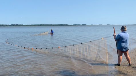 Seining for Juvenile Stripers