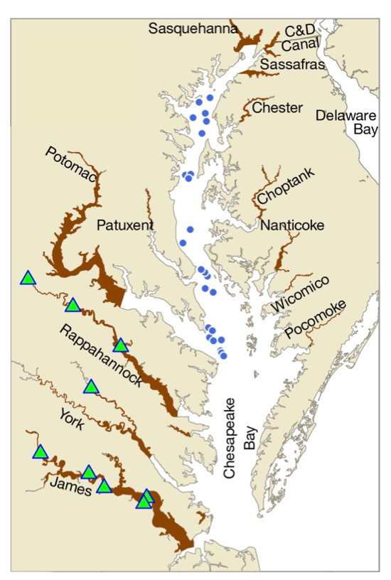 Stocking locations (green triangles) and current distribution (brown) of non-native blue catfish in the Chesapeake Bay. Blue dots show where blue catfish were collected from the Bay mainstem in 2018 and 2019. Blue catfish have not yet been recorded from the Delaware Bay. 