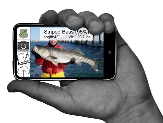 When complete, the RecFish app will provide anglers with a species ID, length and weight, date and time, legality, and a choice of data granularity in terms of catch location.