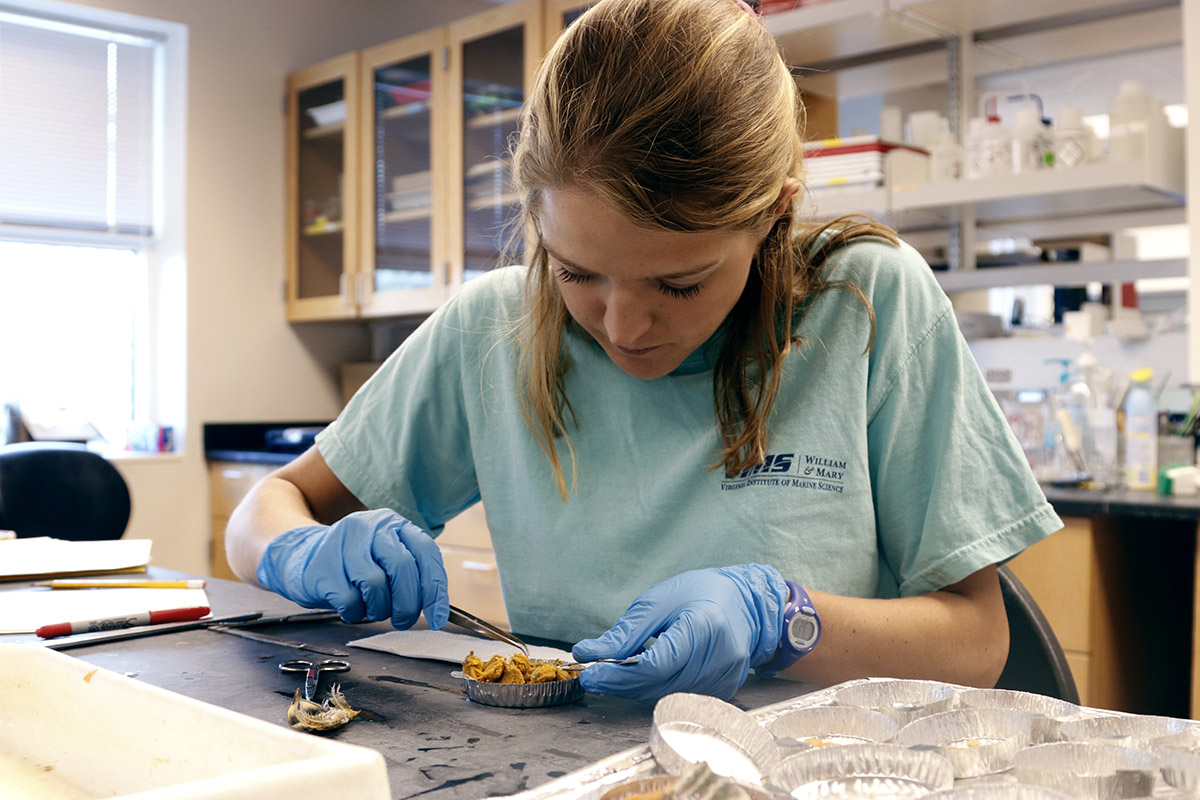 Alex Schneider's Ph.D. dissertation compared various factors associated with the blue crab population during periods of population decline and growth. Photo by Virginia Sea Grant. 
