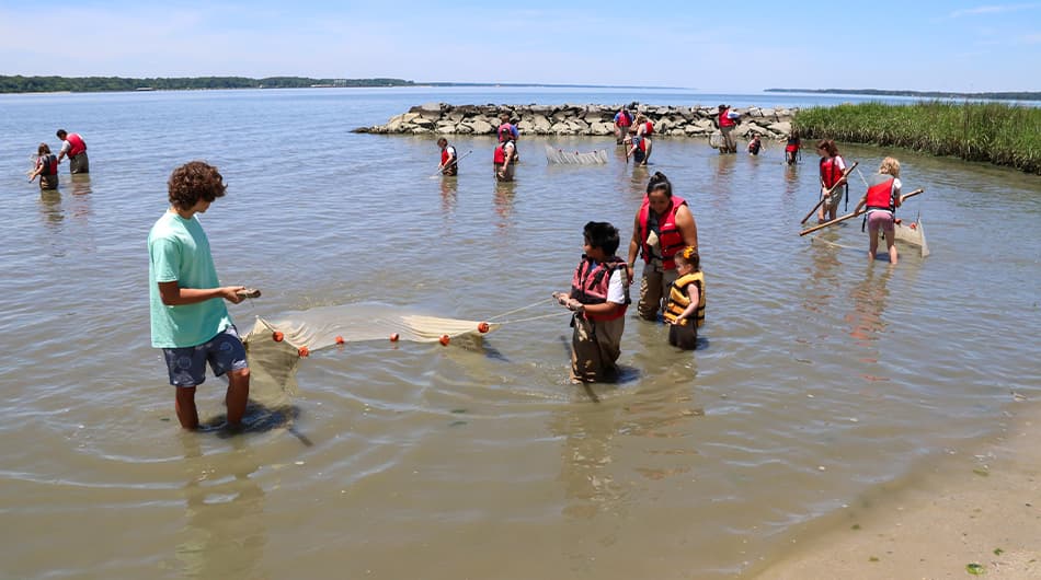 At the VIMS Beach, attendees of all ages waded into the water to use seine nets and explore their catch.