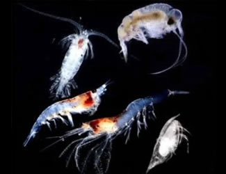 Steinberg and her graduate students study zooplankton like those shown here.