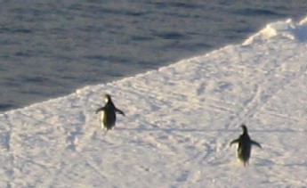 Penguins