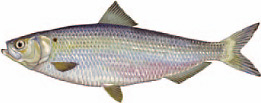 Blueback herring