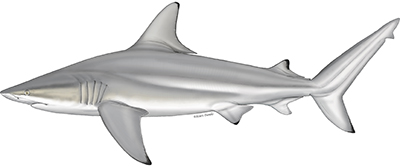 The blacktip shark Carcharhinus limbatus.