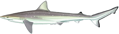 The sharpnose shark Rhizoprionodon terraenovae.