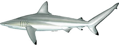The spinner shark Carcharhinus brevipinna.